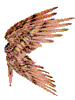 Aimon Wings