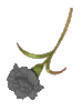 Black Flower