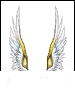Arch Angel Wings